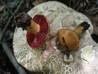 Cortinarius semisanguineus image