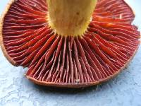 Cortinarius semisanguineus image