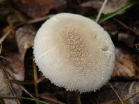 Amanita farinosa image