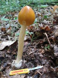 Amanita banningiana image