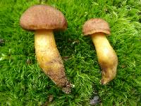 Boletus innixus image