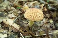 Boletus hortonii image