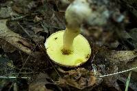 Boletus hortonii image