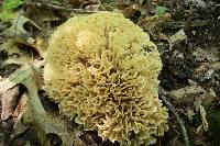 Sparassis spathulata image