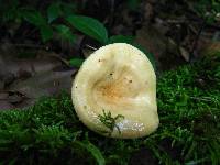 Lactarius luteolus image