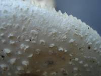 Amanita subcokeri image