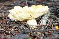 Floccularia luteovirens image