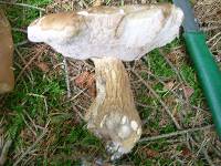 Tylopilus felleus image