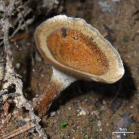 Coltricia cinnamomea image