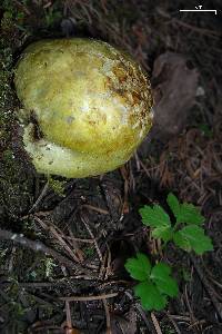 Truncocolumella citrina image