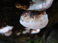 Fomitopsis cajanderi image