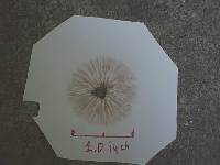 Conocybe apala image