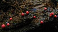 Lycogala epidendrum image