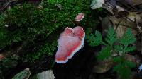 Phlebia incarnata image