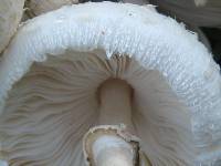 Chlorophyllum hortense image