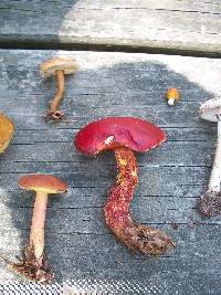 Boletus frostii image