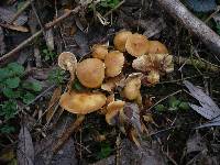 Pholiota conissans image