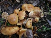 Pholiota conissans image