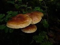 Pholiota lubrica image