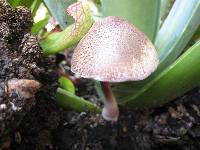 Leucoagaricus americanus image