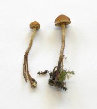 Hypholoma marginatum image