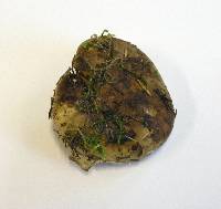 Russula acrifolia image