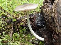 Pluteus salicinus image