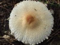 Lepiota clypeolaria image