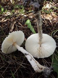 Lepiota clypeolaria image