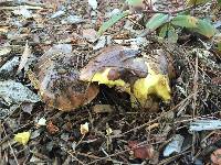 Suillus quiescens image