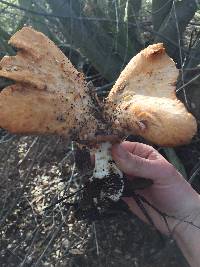 Polyporus tuberaster image