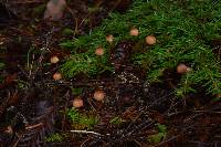 Mycena sanguinolenta image