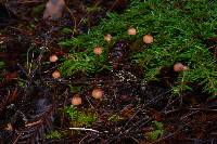 Mycena sanguinolenta image