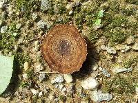 Coltricia perennis image
