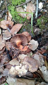 Chroogomphus vinicolor image