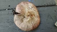 Agaricus hondensis image