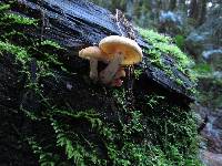 Hypholoma capnoides image