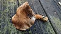 Tricholoma imbricatum image