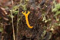 Calocera viscosa image