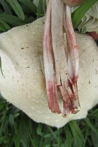 Chlorophyllum hortense image