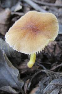 Pluteus romellii image