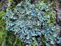 Polyblastidium japonicum image