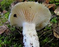 Hygrophorus gliocyclus image