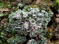 Cladonia pocillum image