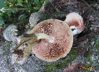 Volvariella bombycina image