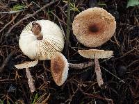 Lepiota subincarnata image