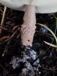 Lepiota subincarnata image