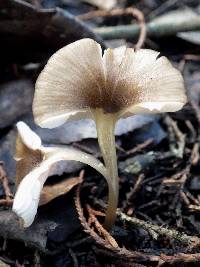 Entoloma exile image