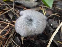 Entoloma mougeotii image