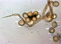 Trichia botrytis var. botrytis image